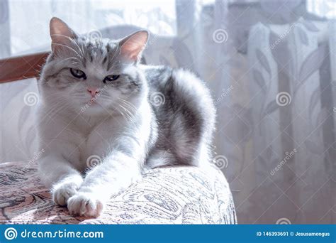 Beautiful Cat With Large Green Eyes Resting Stock Image Image Of Beauty Dream 146393691