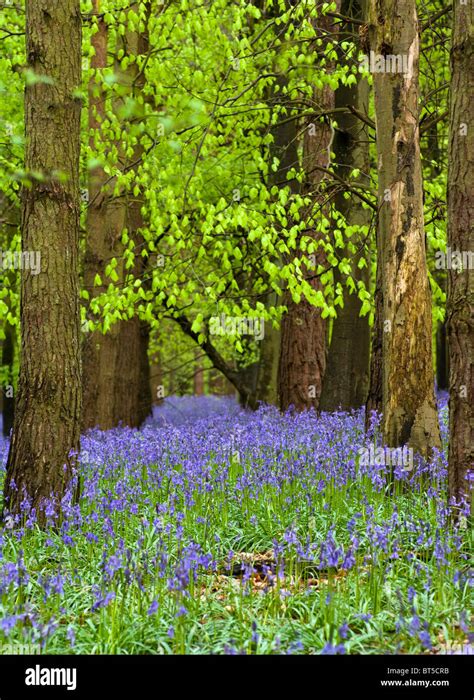 Bluebells In Woodlandbluebells Stock Photo Alamy