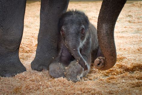 Updated More Photos Oregon Zoos Baby Elephant Born On Record
