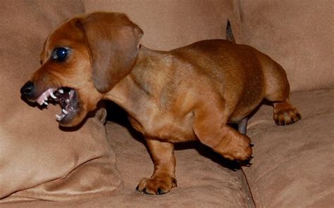 Angry Wiener Dachshund Love Weiner Dog Doxie