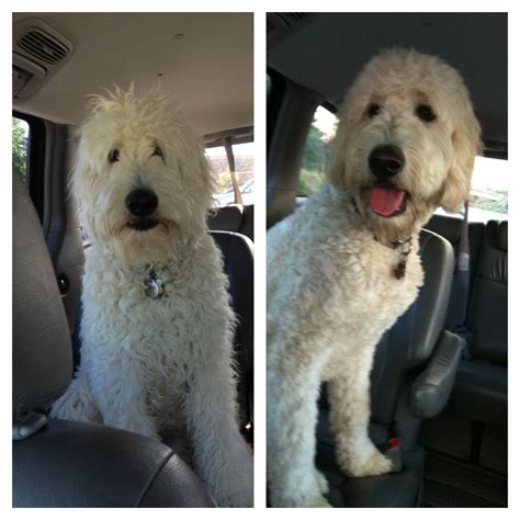 In recent years, the undercut has been one of the most popular short hairstyles for men. Pin by Marcy Kroonenberg on Truman | Goldendoodle grooming ...