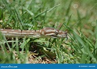 Serpiente en la hierba foto de archivo. Imagen de pistas - 2245204