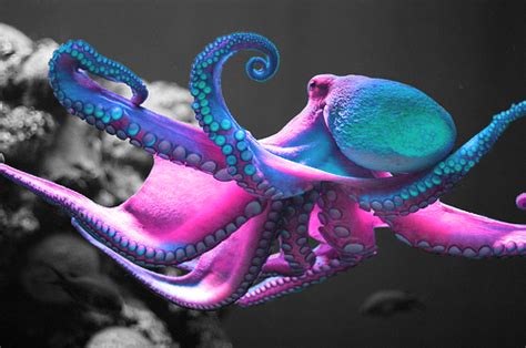 Cool Octopus Octopus Facts Animal Facts Fun Facts