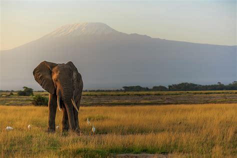 Mt Kilimanjaro National Park Travel Tanzania Lonely Planet