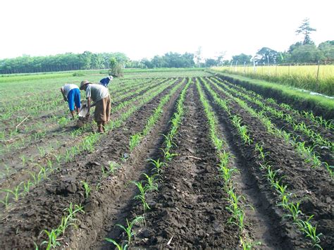 We did not find results for: CARA PEMUPUKAN TANAMAN JAGUNG MANIS | Pertanian