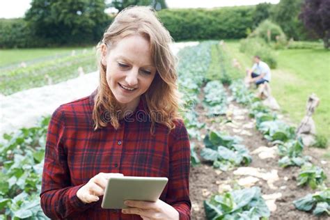 Female Agricultural Worker Using Digital Tablet In Field Stock Image Image Of Horizontal