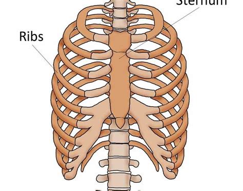 The Anatomy Of The Ribs And The Sternum And Their Relationship To Chest