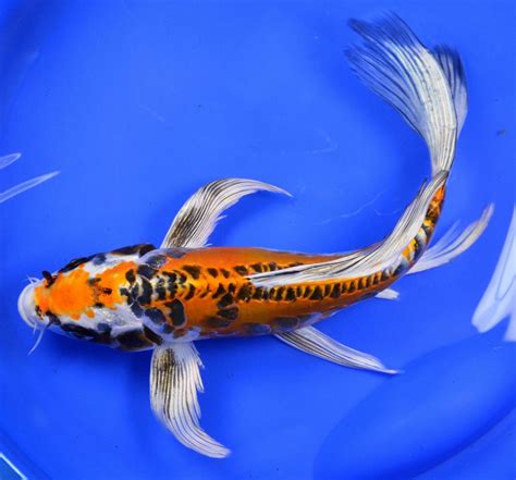 Ƹ̵̡ӝ̵̨̄ʒbutterfly koi, also known as dragon carp, ornamental fish notable for their elongated fins. Kikokuryu Butterfly Koi | The Bryans Koi Fish