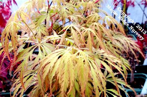 Acer Palmatum Pink Lace Is A Little Dissectum That Emerges In Spring