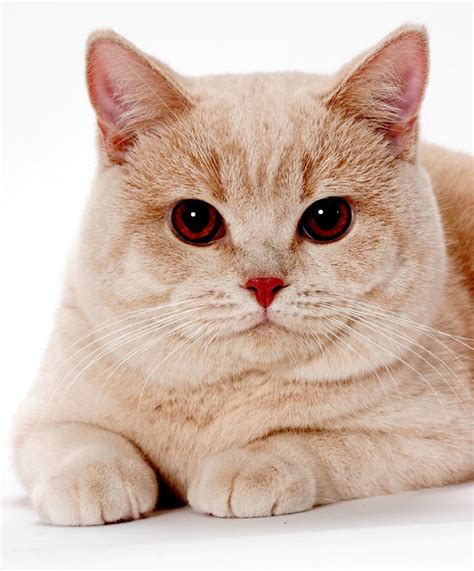 Whos That Cat Meet The British Shorthair — Brits Rule Catster