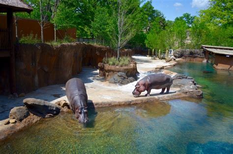 Photos Memphis Zoos Zambezi River Hippo Camp Inpark Magazine Zoo
