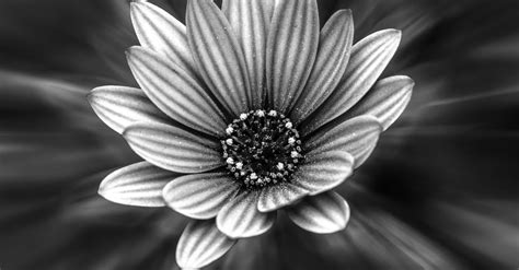 Download the perfect black and white flower pictures. Grayscale Photography of Petaled Flower · Free Stock Photo