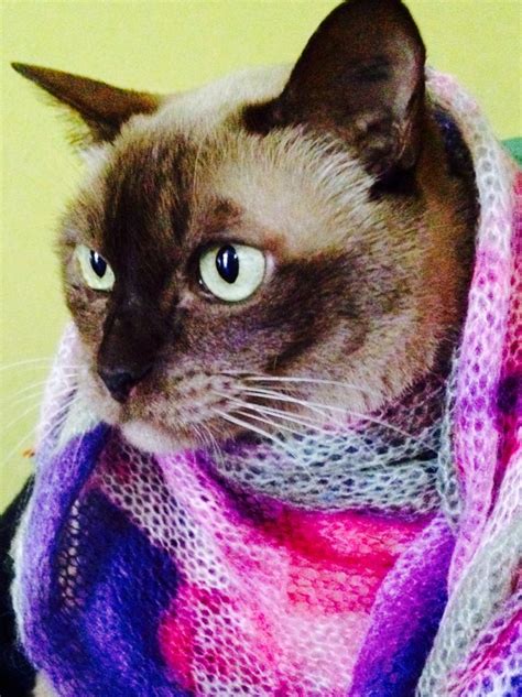 Cat Wearing Scarf Cats Kitty How To Wear Scarves