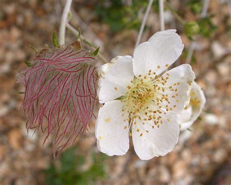 Apache Plume Shines In Dry Gardens Horticulture