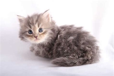 See more ideas about cat adoption, cats, adoption. Adorable Hypo allergenic Siberian Kittens awaiting any pet ...