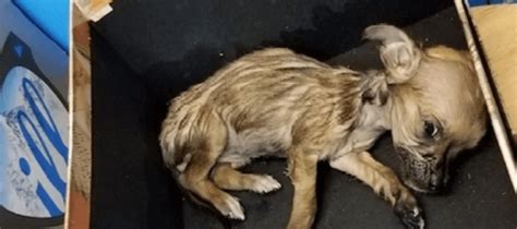 Ailing Malnourished Puppy Abandoned In Box Outside Of Convenience