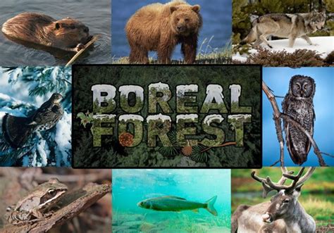 Discover Facts About Canadas Boreal Forest Science Green Belt