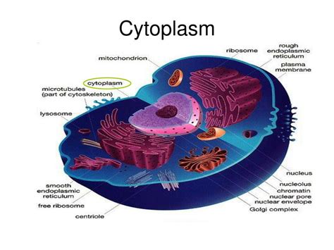 Ppt Eukaryotic Cell Powerpoint Presentation Free Download Id5689618