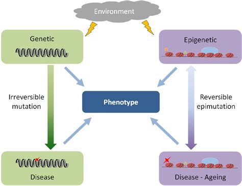 Environmental Factors Can Induce Both Genetic And Epigenetic