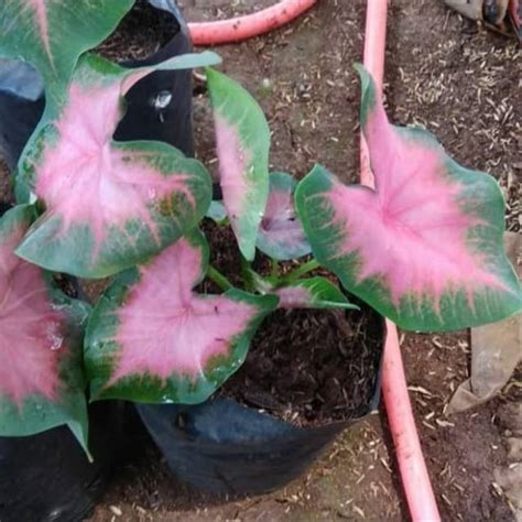 Tanaman Hias Keladi Pink Calladyum Pink Shopee Indonesia