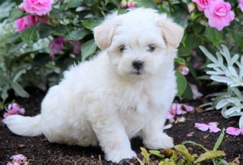 Coton De Tulear Puppies For Sale Puppy Adoption Keystone Puppies