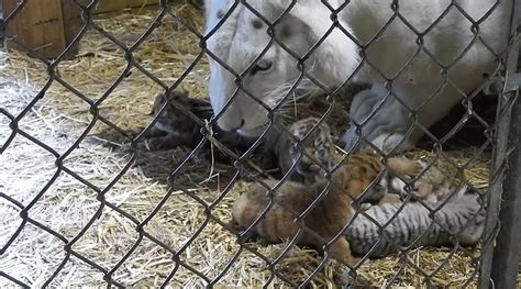 Midwest Wildlife Sanctuary Shares Video Of White Tiger Mom And Cubs