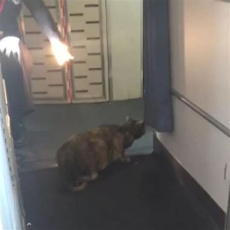 Cat Breaks Loose On A Plane In Hilarious Mid Flight Video Irish Mirror Online