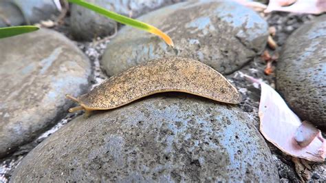 Giant Slug In Hawaii Crawling Youtube