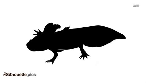 Amphibians Silhouette Images Pics