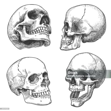 Ilustración De Cráneo Dibujado A Mano Dibuja Cráneos Anatómicos En