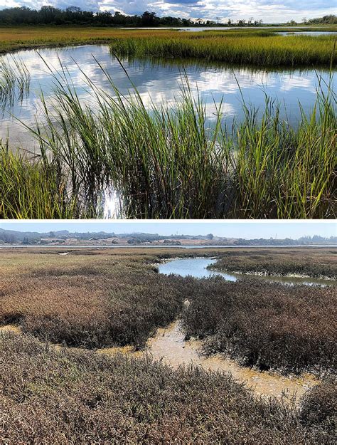 What Makes A Tidal Marsh Happy Or Unhappy