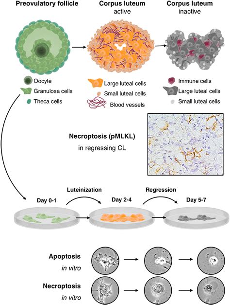 Frontiers Human Luteinized Granulosa Cells—a Cellular Model For The