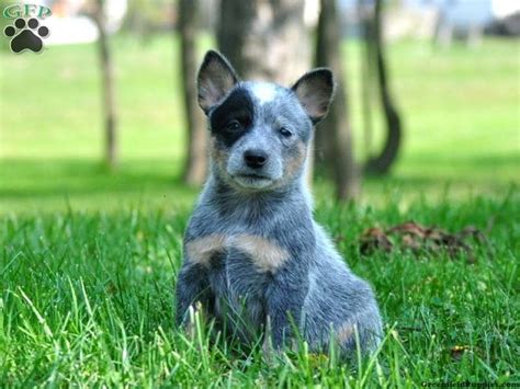 5 female blue heeler puppies for sale. Blue Heeler - Australian Cattle Dog Puppies For Sale In PA ...