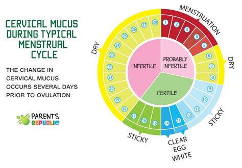 Normal Ovulation Day Menstrual Cycle Whats Normal What