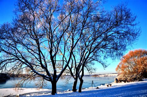 Wallpaper Winter Blue Snow Sky Nature Tree Branch Freezing