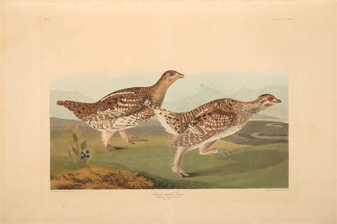 The Birds Of America Plate 382 Sharp Tailed Grouse North