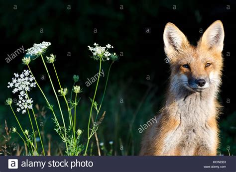 Red Fox Vulpes Vulpes Queen Annes Lace Daucus Carota Cavendish