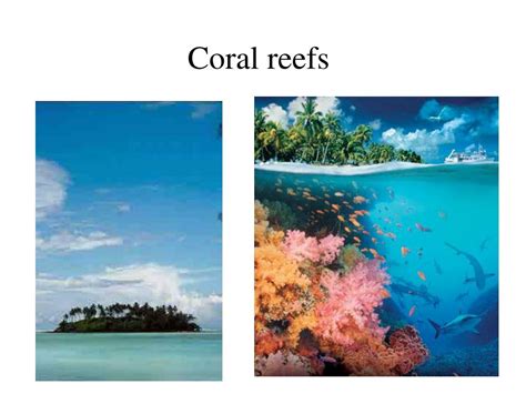 PPT Coral Reefs PowerPoint Presentation Free Download ID