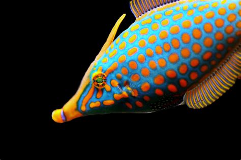 무료 이미지 대양 다이빙 색깔 화려한 노랑 닫기 바다 동물 산호초 해양 생물 암초 이국적인 수중 세계