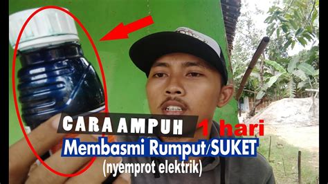 We did not find results for: Cara Cepat Membasmi Rumput Liar dengan Ampuh | GRAMAXONE ...