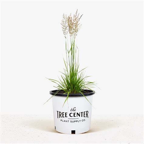 Karl Foerster Feather Reed Grass For Sale The Tree Center
