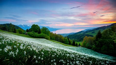 White Flowers Slope On Hills Under Blue Sky Hd Nature