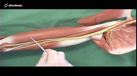 These two form a hinge for your upper arm.those are the scientific names for the shoulder and collar bones respectively. Muscles of the Shoulder and Arm - YouTube