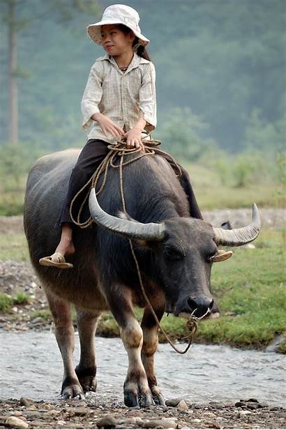 Buffalo Water Animals Riding Vietnam Vietnamese Wikipedia