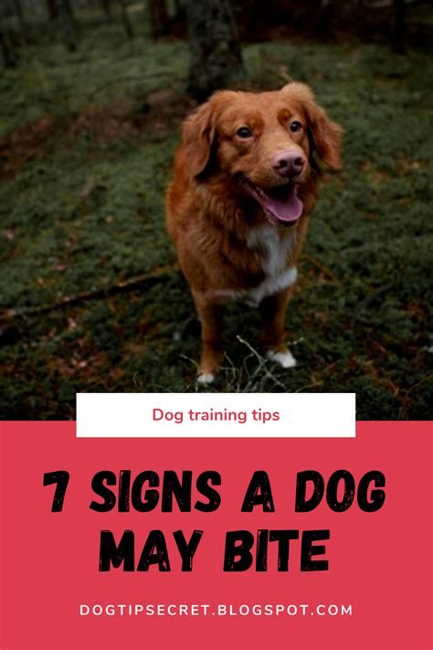 7 Signs A Dog May Bite Dog Training Tips Dog Tips Secret
