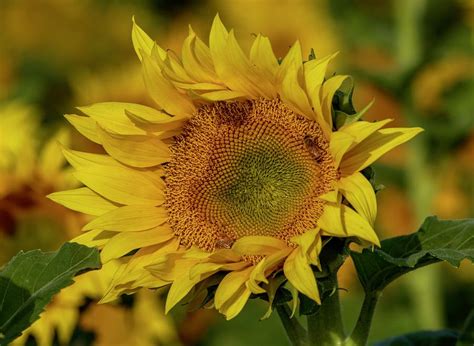 Sunflower Petals Photograph By Lynn Hopwood Fine Art America
