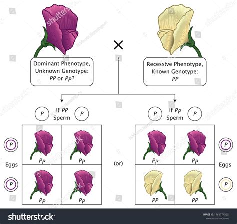 Mendel Genetic Concept Crossing Pea Plant Image Vectorielle De Stock Libre De Droits