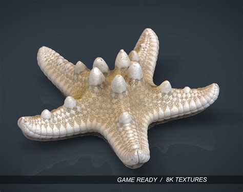 3d Model Starfish Vr Ar Low Poly Cgtrader