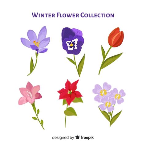 Free Vector Colorful Winter Flower Collection