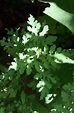 Ambrosia peruviana Willd. – Asteraceae – Plantas de Colombia
